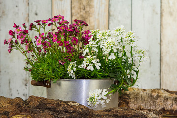 Flowers are planted in a vintage flowerpot.