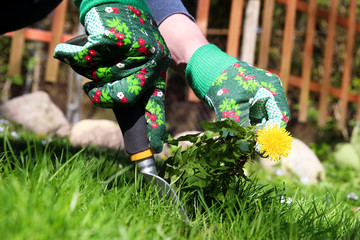 A man pulling  dandelion / weeds out from the grass  loan © Saklakova