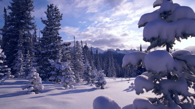 Beautiful winter landscape of snow-covered trees in the forest. Mountains in the background. Christmas mood.Wild nature. Siberian taiga. Sayan Mountains. Western Sayan, Ergaki mountains. 