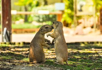 Lovely couple of gophers on a green meadow at sunny day