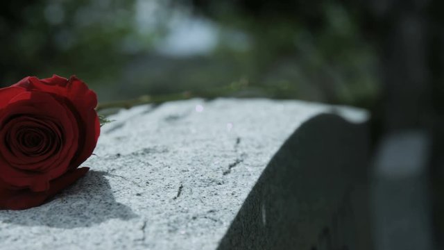 close up rose on grave stone in cemetery