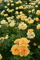 Obraz na płótnie Canvas Yellow Roses in Bloom