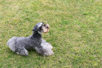 ミニチュアシュナウザー