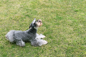 ミニチュアシュナウザー