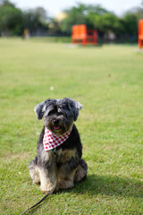 Small black dog sitting on the grass wearing red Bandan