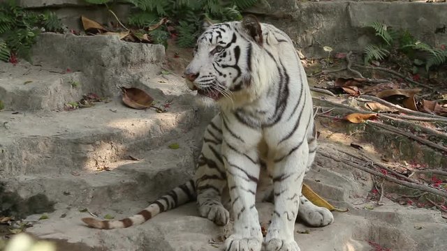 White Tiger
