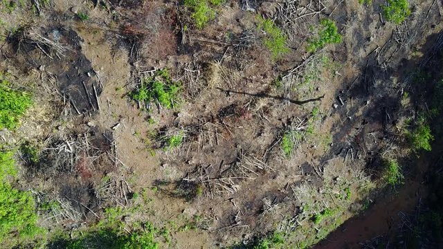 Deforestation. Logging. Aerial drone footage of environmental damage from clearing rainforest for oil palm plantations.