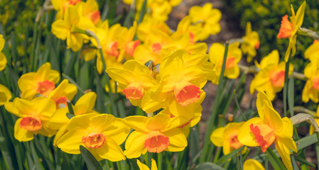 Весенний цветущий сад. Обильно цветущие желтые нарциссы