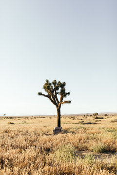 Single Joshua tree on grassy landscape