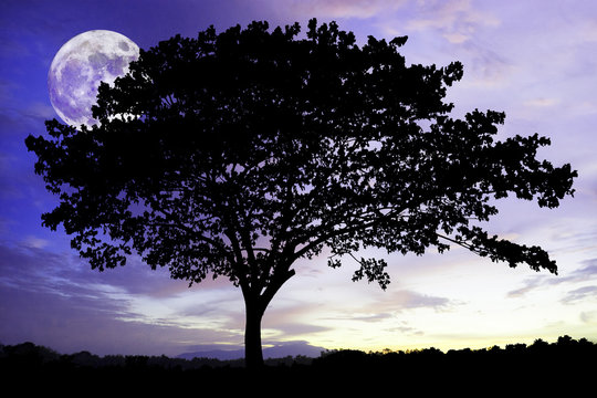 Silhouettes of lone big tree beautiful branch against dark blue sky with moon at it largest also called supermoon. lonely feeling. dream concept Elements of this image furnished by NASA