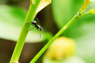 Black Ant