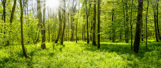 Wald Panorama im Frühling