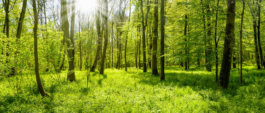 Fototapeta Wald Panorama im Frühling