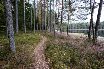 scenic and beautiful tourism roud in the forest