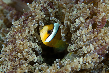 Baby Anemone fish