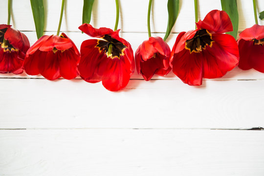 Red tulips on white wooden background, in a row