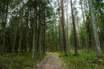 Fototapeta premium scenic and beautiful tourism roud in the forest