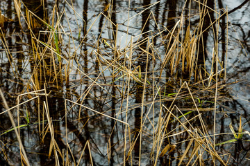 Fototapeta premium reflections of trees and grass in the swamp water