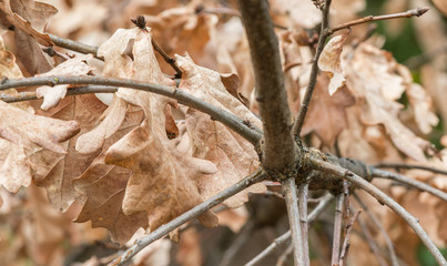 Autumn Leaves