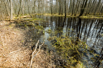 reflections of trees and grass in the swamp water