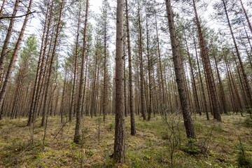 Naklejka premium trees against blue sky