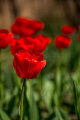 red tulips in the garden
