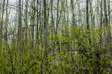 Fototapeta premium trees against blue sky