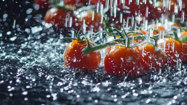 Close up of water droplets falling on ripe branch of cherry tomatoes in slow motion - Powered by Adobe