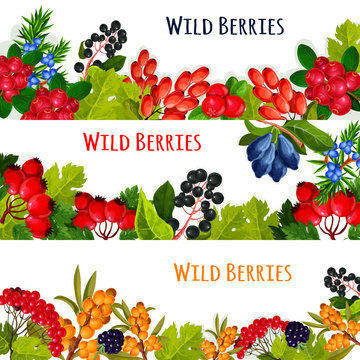 Wild berries and wildberry fruits vector banners. Cranberry or rowanberry and ashberry harvest, garden buckthorn and honeysuckle, wild barberry or juicy blackberry or blueberry, haw or briar