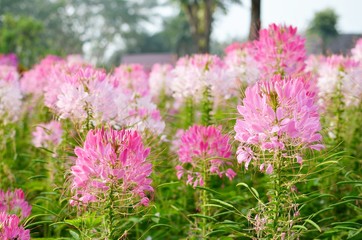 Spider flower(Cleome hassleriana) in the garden