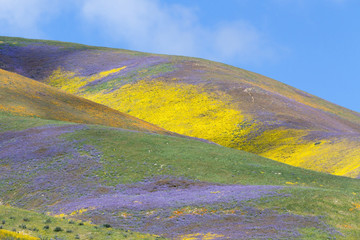 Spring Wildflowers in Temblor Range, Carrizo Plain National Monument, CA