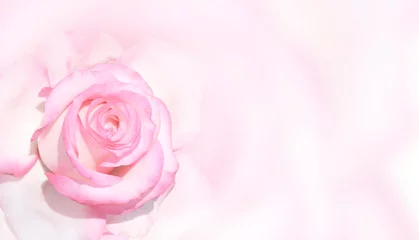 Crédence de cuisine en verre imprimé Roses Banner with pink rose