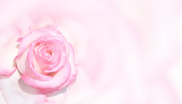 Banner with pink rose
