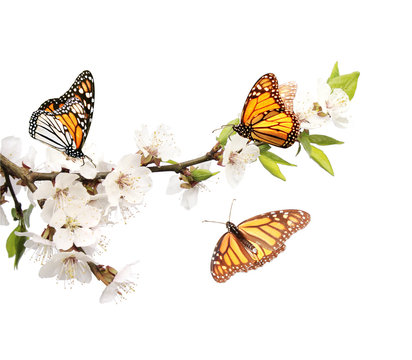 Flowers of cherry and monarch butterflies