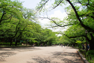 新緑の上野公園