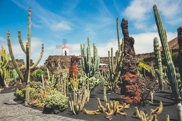 View of cactus garden, jardin de cactus in Guatiza, popular attraction in Lanzarote, Canary islands