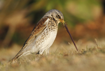 Early bird fieldfare, Turdus pilaris, on the grass in the park catching a worm. 