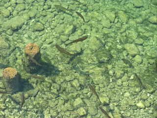 fish sea texture