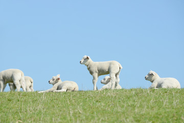White Sheep lamb  on pasture