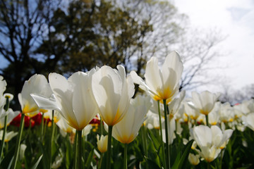 Obraz premium Amazing nature of pink tulips under sunlight at the middle of summer or spring day landscape. Natural view of flower blooming in the garden with green grass as a background.
