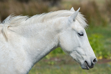 Obraz na płótnie Canvas Camargue horse, white head