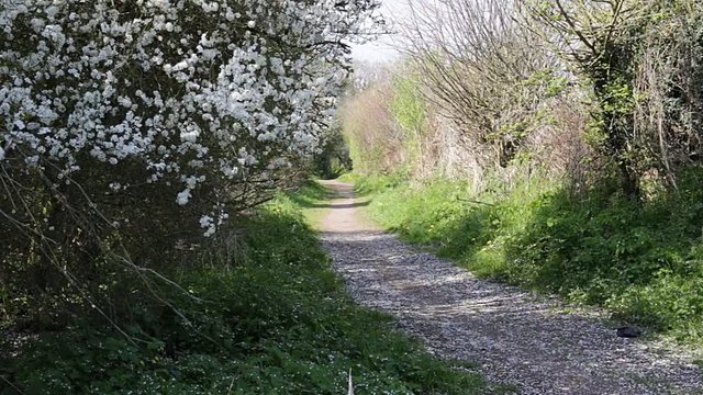 Empty countryside walking track trough green grass and blooming trees. 