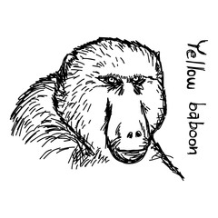yellow baboon - vector illustration sketch hand drawn with black lines, isolated on white background