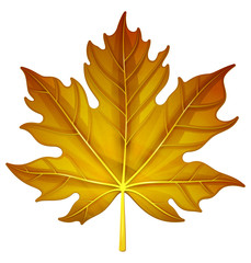 Maple leaf. Vector illustration.