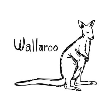wallaroo - vector illustration sketch hand drawn with black lines, isolated on white background