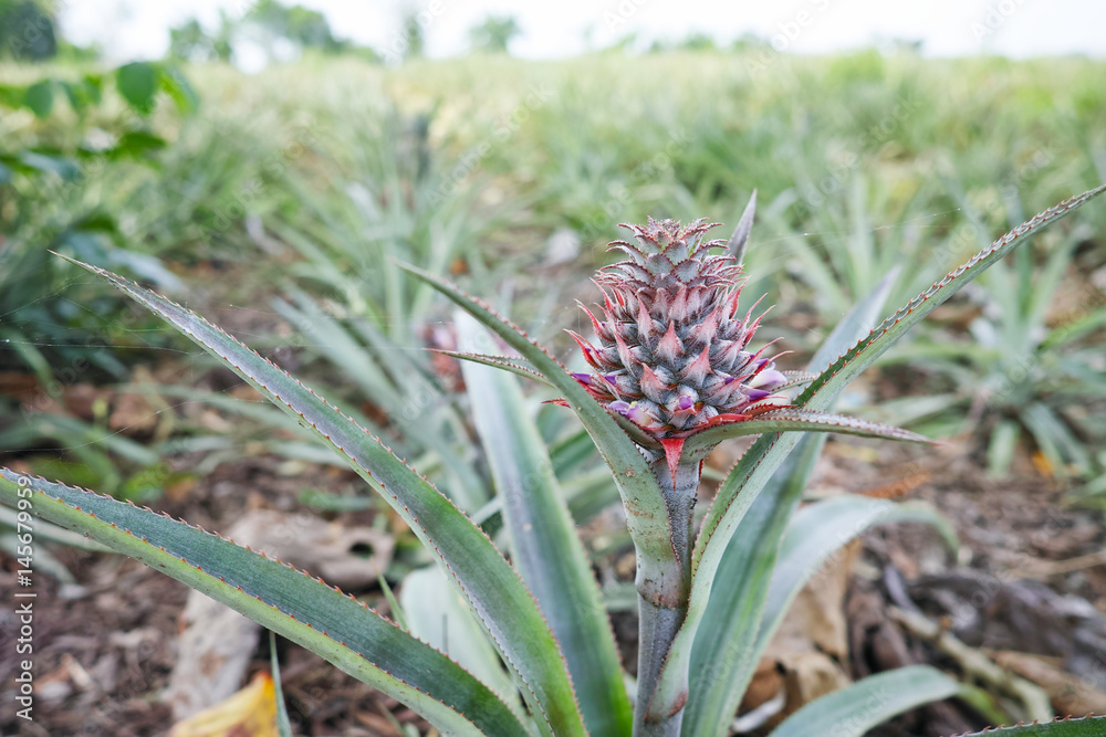 Wall mural fresh pineapple in farm. pineapple farmland.