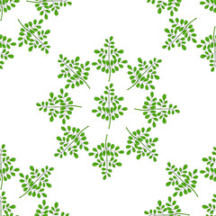 Fototapeta premium Moringa oleifera, medicinal plant. Hand drawn botanical sketch illustration in color, seamless pattern.