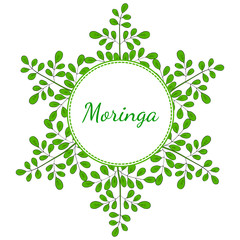 Moringa oleifera, medicinal plant. Hand drawn botanical sketch illustration, frame. Template, banner in color.