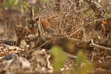 Tiger female and her cub with a dead axis deer/wild animals after hunt in the nature habitat/India