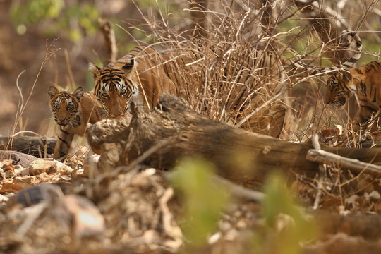 Tiger female and her cub with a dead axis deer/wild animals after hunt in the nature habitat/India